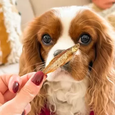 Peixinhos&#x20;Desidratados&#x20;p&#x2F;&#x20;C&#x00E3;o&#x20;e&#x20;Gato