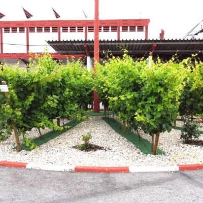 Plantar arbustos verdes em área circular com pedras brancas e meio-fio vermelho e branco