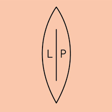 Logotipo em folha cor de pêssego com letras L e P
