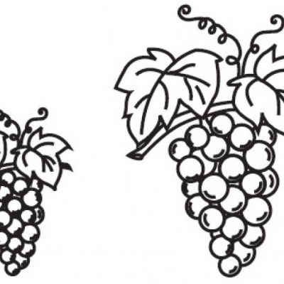 Ilustrações a preto e branco de cachos de uva com folhas