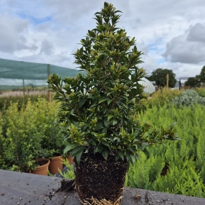 Planta verde em vaso com raízes visíveis numa mesa de madeira ao ar livre.