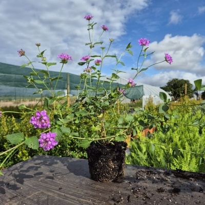 Planta com flores rosadas em torrão de terra numa mesa preta ao ar livre