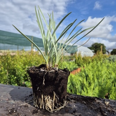 Planta jovem com folhas verdes de bordas brancas e raízes expostas sobre madeira exterior