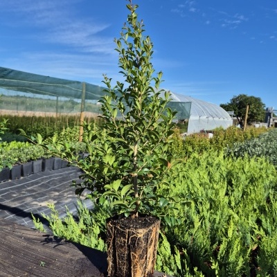 Planta jovem em vaso com raízes e terra visíveis sobre mesa de madeira no viveiro
