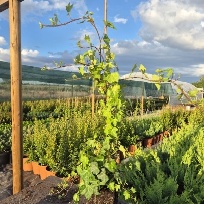 Planta de hera verde em vaso preto num viveiro ao ar livre com outras plantas e estrutura de madeira.