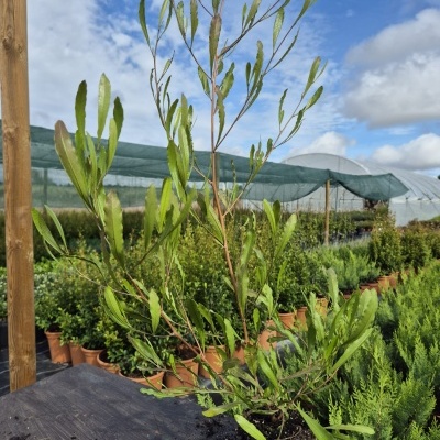 Planta jovem com folhas verdes compridas em raiz exposta sobre mesa escura em viveiro de plantas ao ar livre