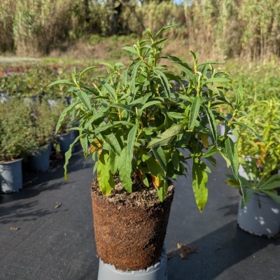 Planta com folhas verdes em vaso biodegradável castanho sobre vaso cinzento ao ar livre