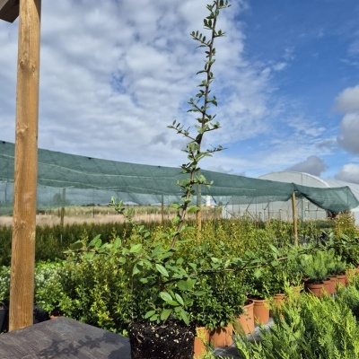 Planta jovem com folhas verdes em viveiro ao ar livre