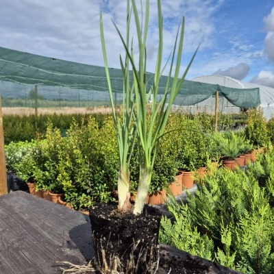 Planta jovem de cebolinha com raízes e terra num viveiro com várias plantas em vasos
