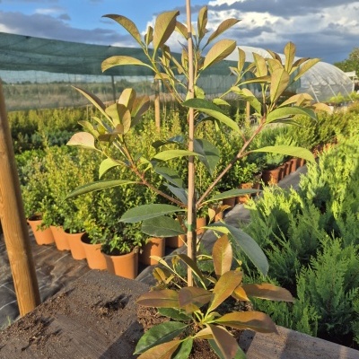 Planta jovem em terra com estaca de suporte numa mesa de madeira ao ar livre