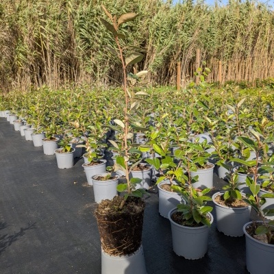 Plantas jovens com vasos cinzentos ao ar livre