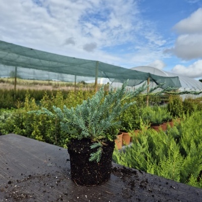 Pequena planta conífera azul esverdeada em torrão de terra numa mesa de madeira numa estufa com outras plantas