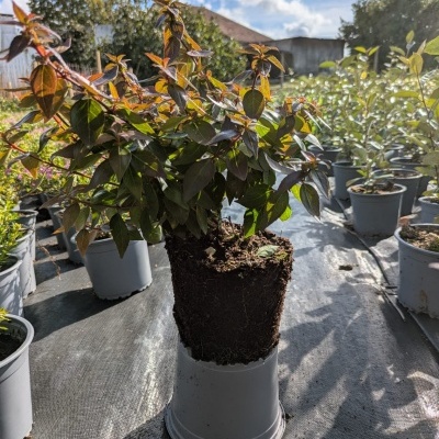 Plantas em vasos de plástico cinza em ambiente exterior com céu azul e nuvens