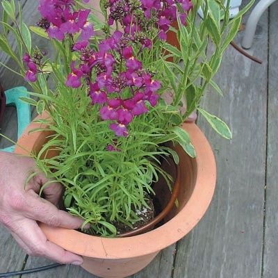 Vasos de cerâmica com plantas de flores roxas