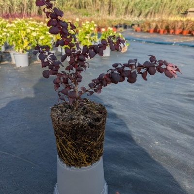 Planta com folhas púrpura em bloco de terra sobre vaso branco num viveiro exterior