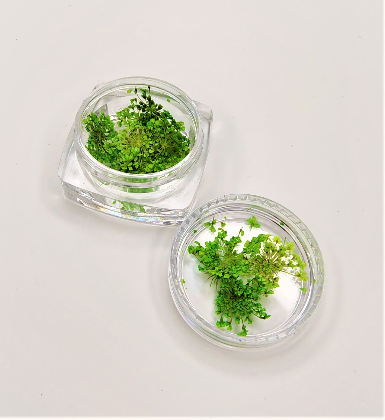 Frascos transparentes com pequenas plantas verdes decorativas