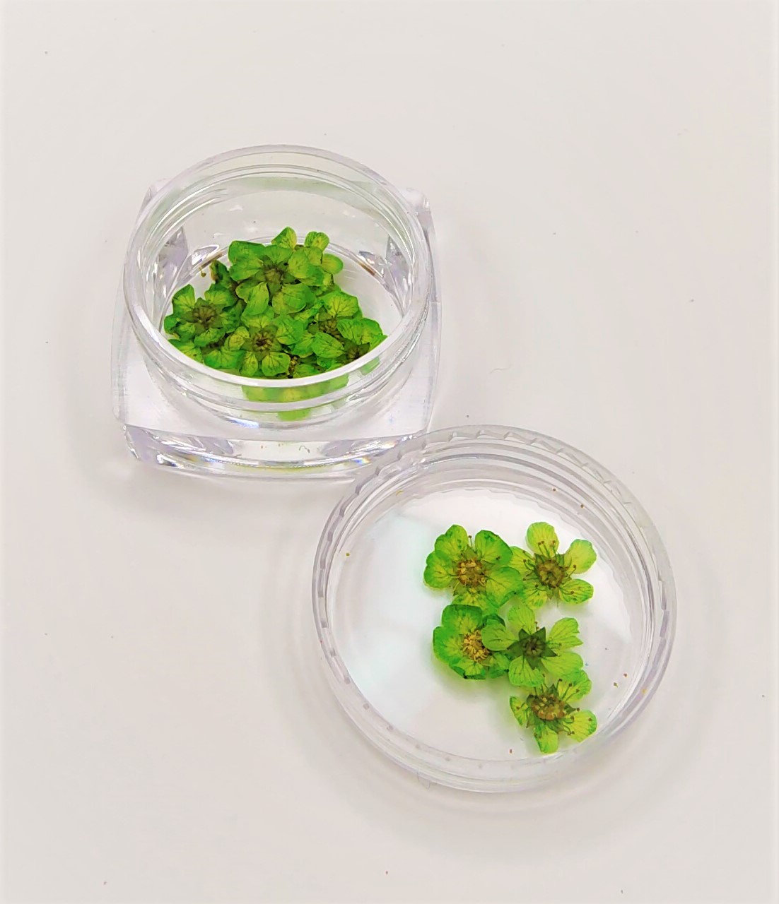 Duas caixas transparentes com flores verdes secas sobre superfície branca