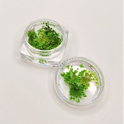 Frascos transparentes com pequenas plantas verdes decorativas