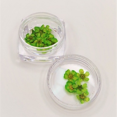 Duas caixas transparentes com flores verdes secas sobre superfície branca