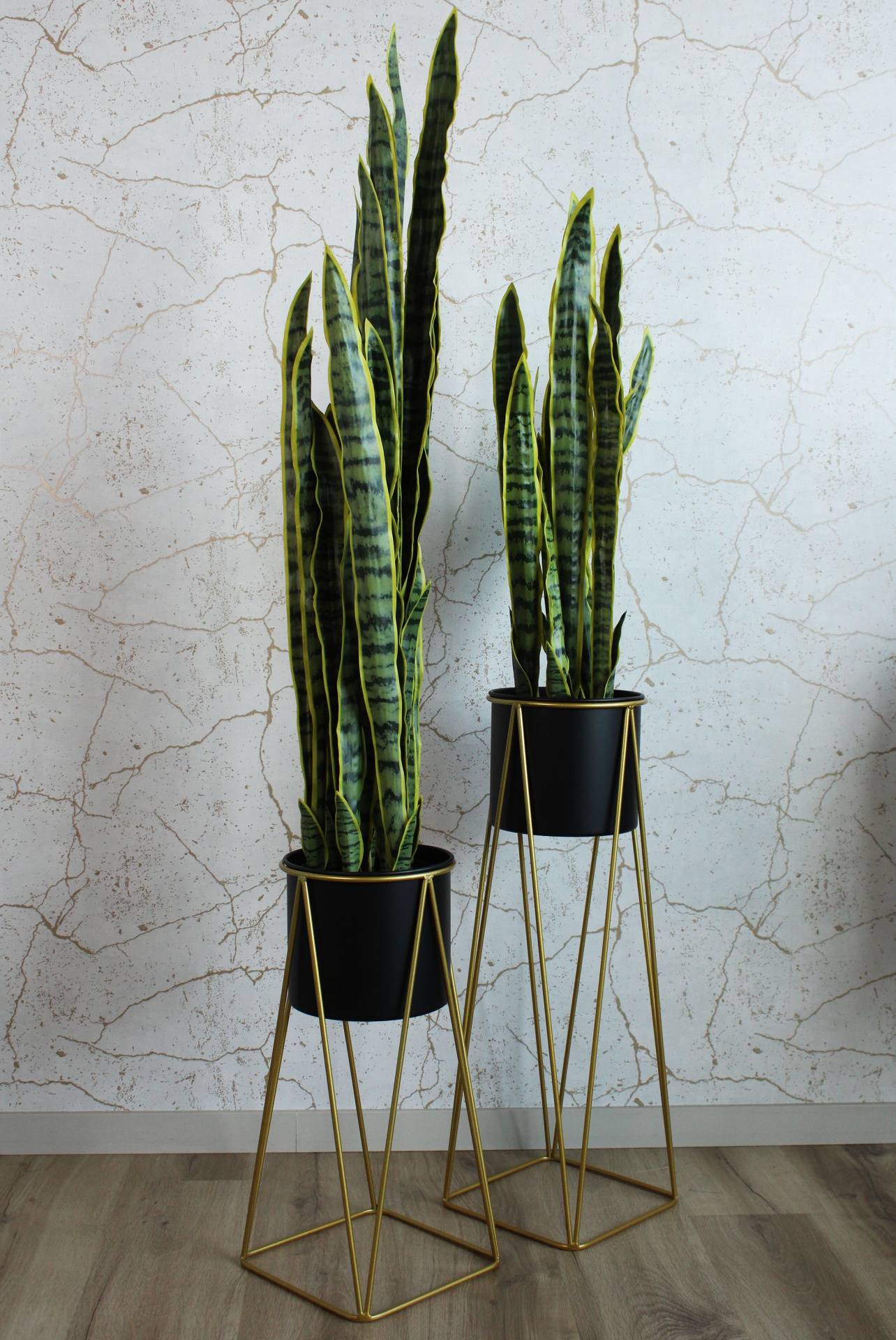 Duas plantas Sansevieria em vasos pretos em suportes metálicos dourados altos junto a uma parede branca com fissuras.