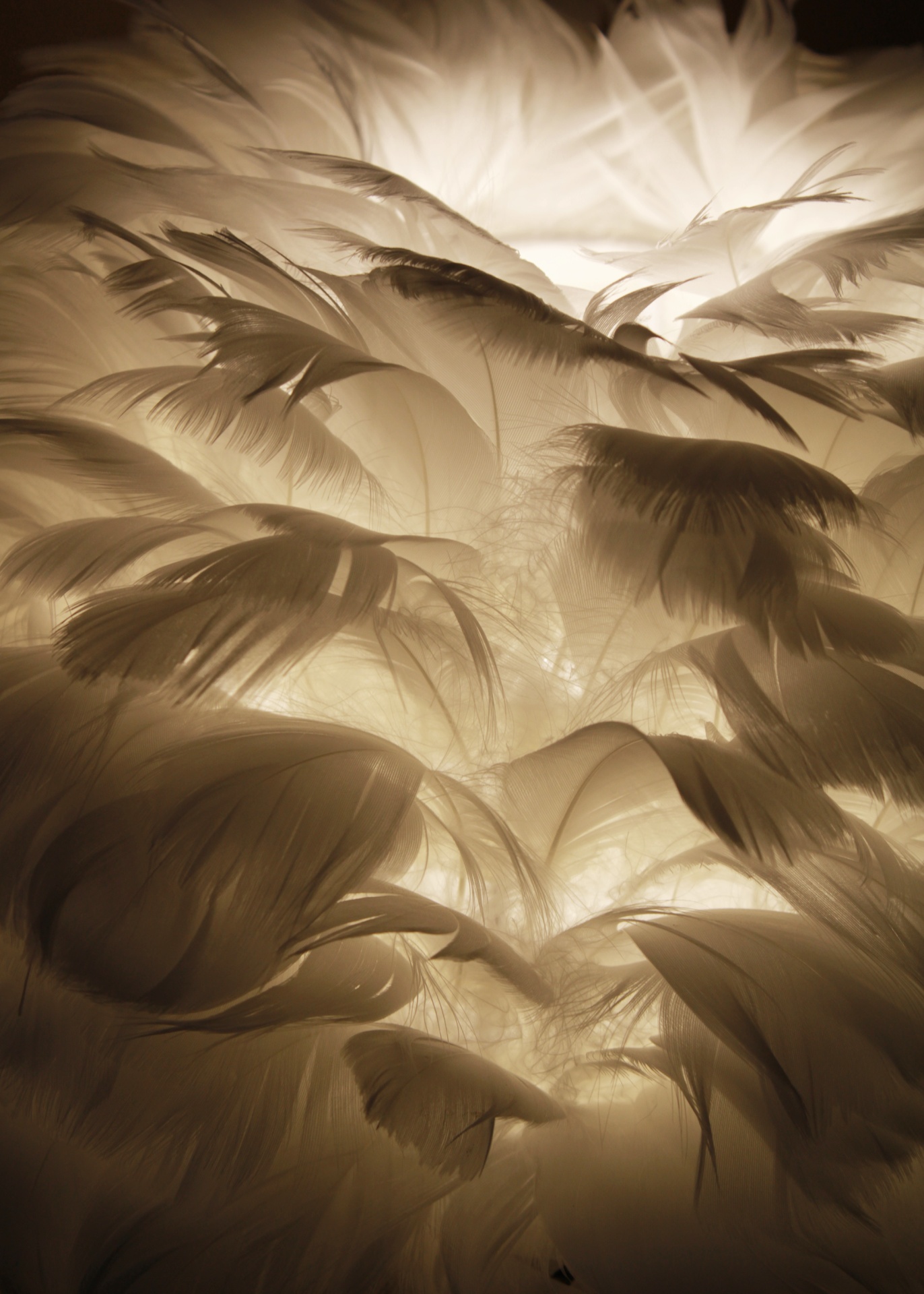 Penas brancas sobrepostas iluminadas suavemente