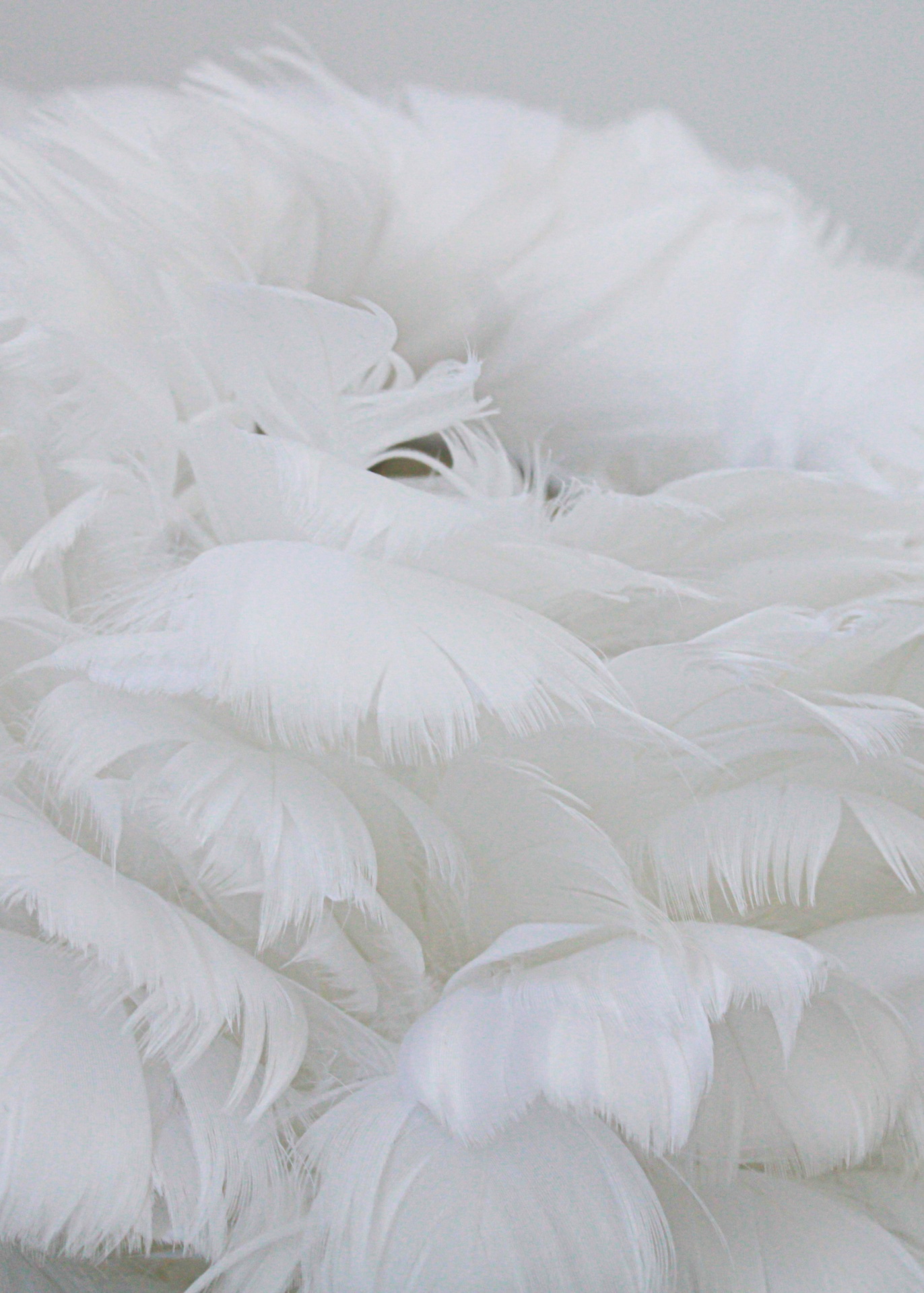 Conjunto de penas brancas com texturas suaves