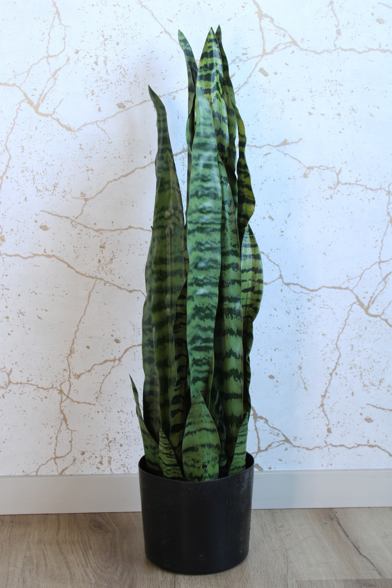 Planta língua de sogra em vaso preto num ambiente interior com parede branca.