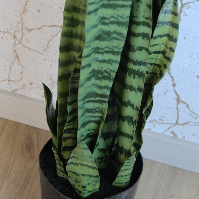 Planta de folhas verdes com riscas escuras em vaso preto num chão de madeira clara.