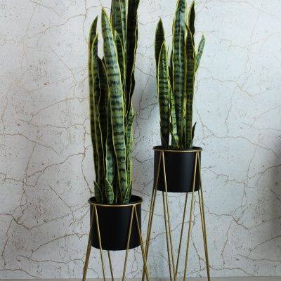 Duas plantas Sansevieria em vasos pretos em suportes metálicos dourados altos junto a uma parede branca com fissuras.