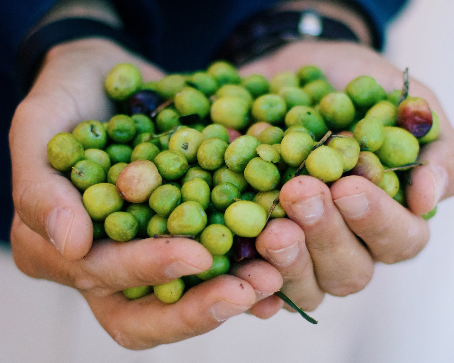 Mãos segurando bagas pequenas verdes e vermelhas com ramos finos