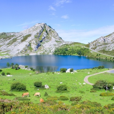 Lago azul e montanhas com relva verde e vacas a pastar