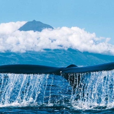 Cauda de baleia preta no mar com montanha e nuvens ao fundo