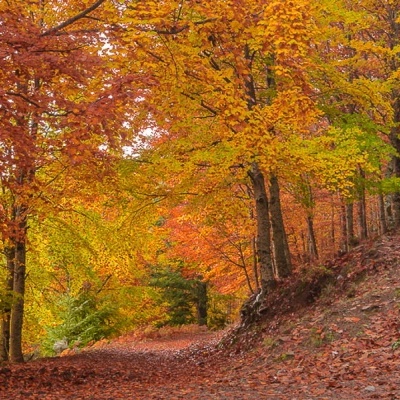 Floresta em outono com árvores de folhas amarelas e laranjas e caminho coberto de folhas secas