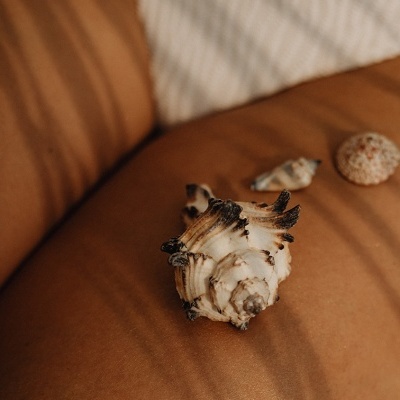 Três conchas sobre almofada castanha com sombras listradas
