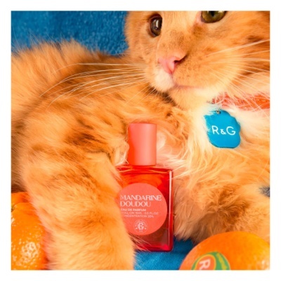 Frasco de perfume vermelho e gato laranja com etiqueta azul sobre fundo azul e tangerinas