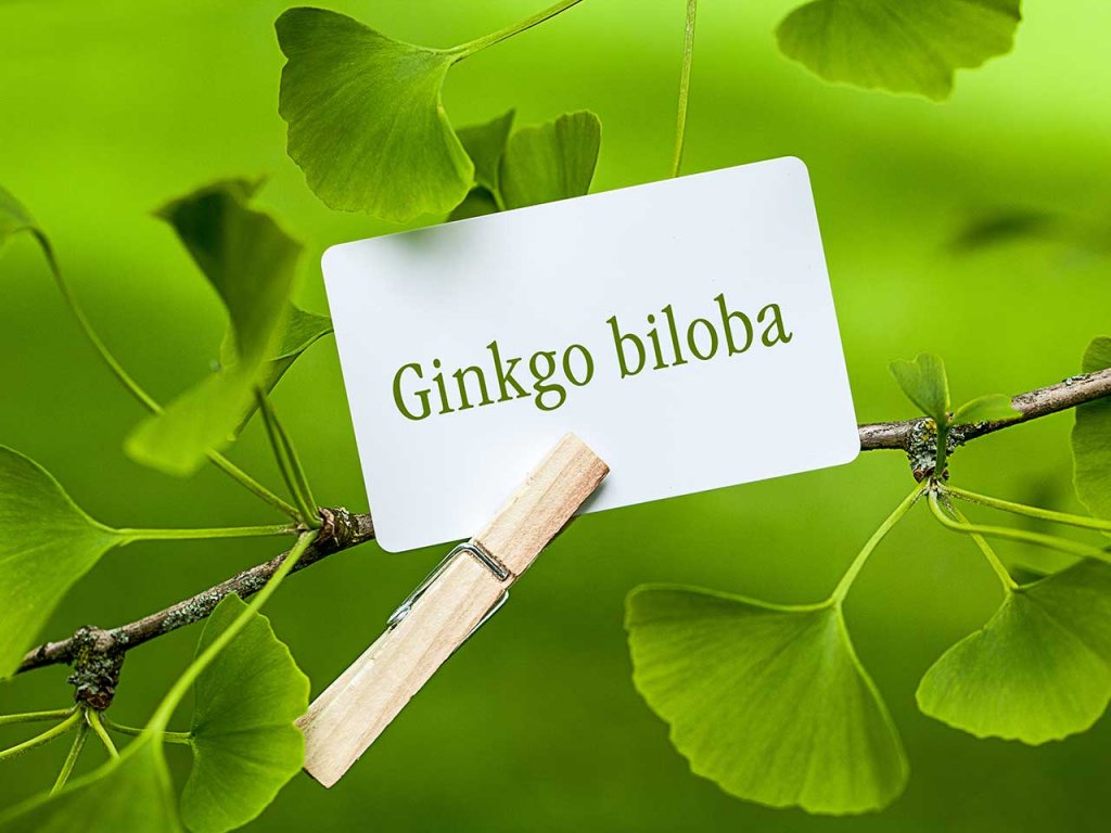 Ramo de folhas verdes da planta Ginkgo biloba com placa identificadora