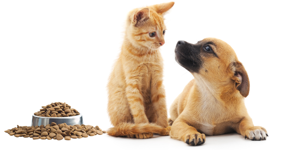 Gato laranja e cachorro castanho claro com taça de ração al lado