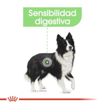 Ilustração de cão preto e branco com área marcada no abdómen e texto 'Sensibilidad digestiva'