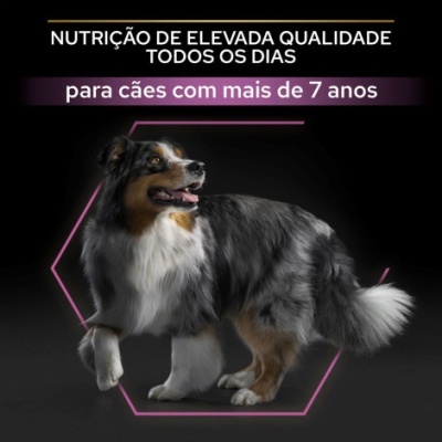 Cão tricolor com pelo longo e texto sobre nutrição para cães séniores