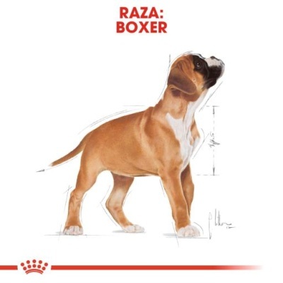 Ilustração do cão raça Boxer com texto RAZA: BOXER