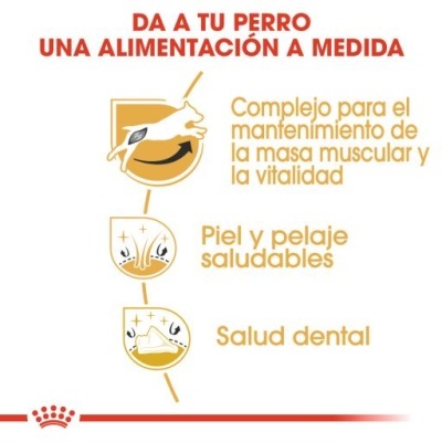 Infográfico em espanhol sobre alimentação para cães com três benefícios ilustrados e logotipo Royal Canin.
