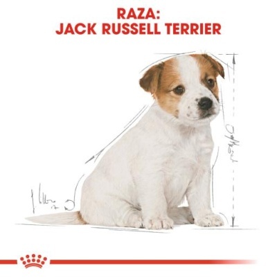 Filhote de Jack Russell Terrier branco e castanho sentado
