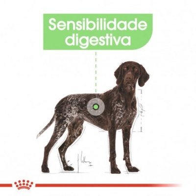 Ilustração de cão com indicação de sensibilidade digestiva