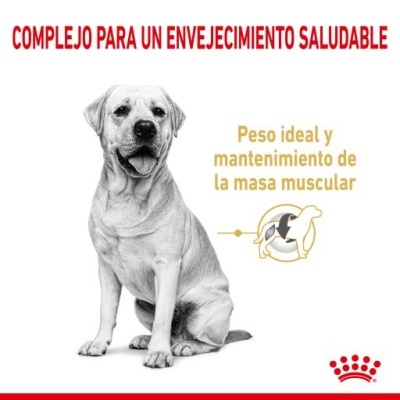 Cão sentado em imagem a preto e branco com texto em espanhol sobre envelhecimento saudável e manutenção muscular.