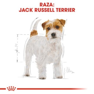 Imagem de cão Jack Russell Terrier com texto RAZA: JACK RUSSELL TERRIER