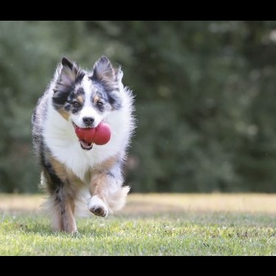Pastor Australiano a correr no relvado com bola vermelha na boca