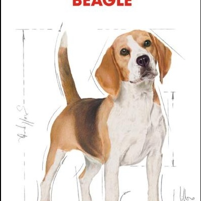 Ilustração da raça Beagle com texto RAZA: BEAGLE