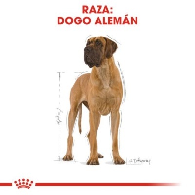Cão da raça Dogo Alemán com texto e logótipo