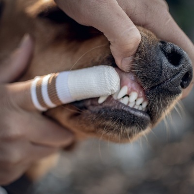 Cão com dentes expostos e dedo humando com penso a levantar lábios