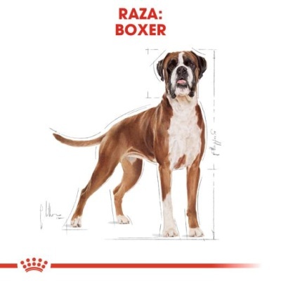 Ilustração de cão Boxer com texto RAZA: BOXER
